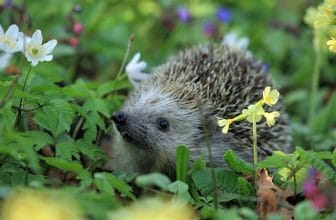 Tuinieren met inheemse plantensoorten voor een milieuvriendelijke tuin