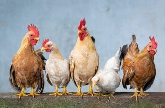 Kippen houden? Dit zijn de 7 must-haves voor een perfecte kippenren