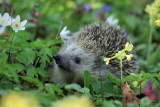 Tuinieren met inheemse plantensoorten voor een milieuvriendelijke tuin